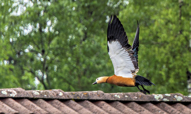 Und dann hob die Rostgans wieder ab
