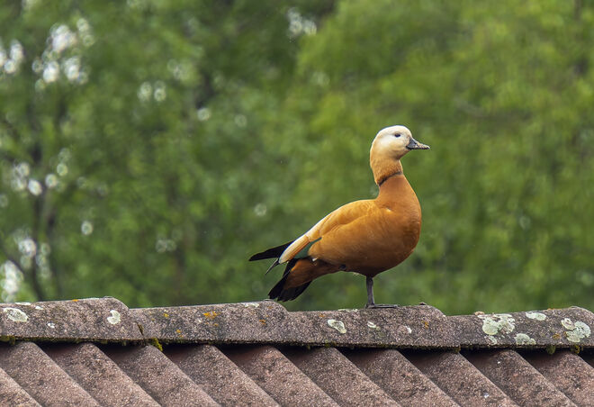 Rostgans am Dach des Nachbarn