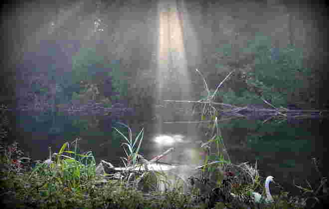 "SCHWAN IM MORGENNEBEL"