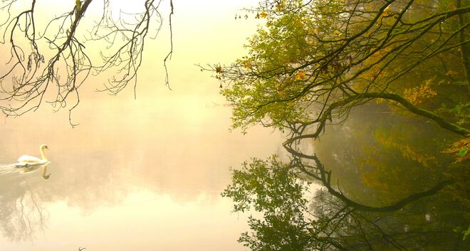 " IM ZARTEN MORGENNEBEL "
