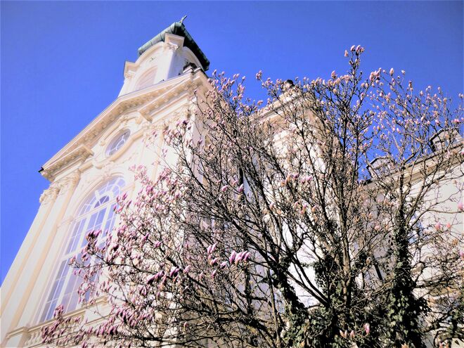 SH Nonntal in Magnolie