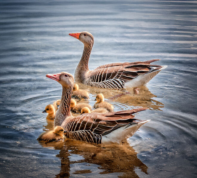 Familie Gans am Salzachsee