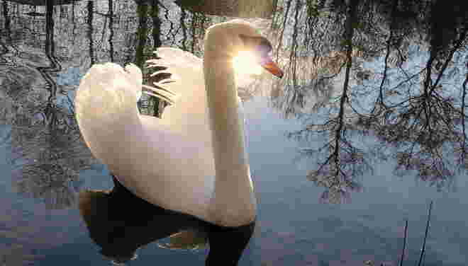 "STRAHLENDER SCHWAN 2"