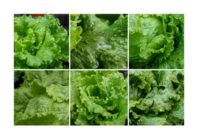 Regentag im Salatbeet