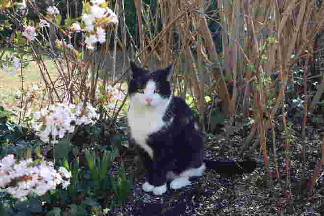 Schöne Katze 