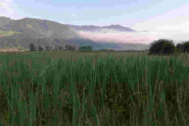 Morgenstimmung am Zeller See