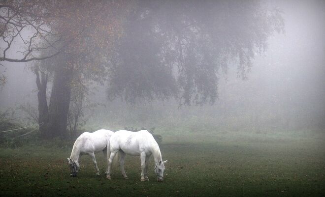 " STELLDICHEIN IM NEBEL "