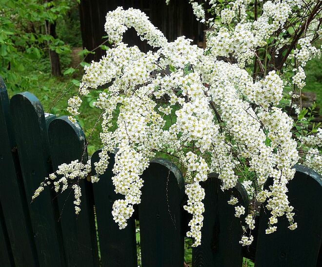 . . . schmückt auch bei Regenwetter