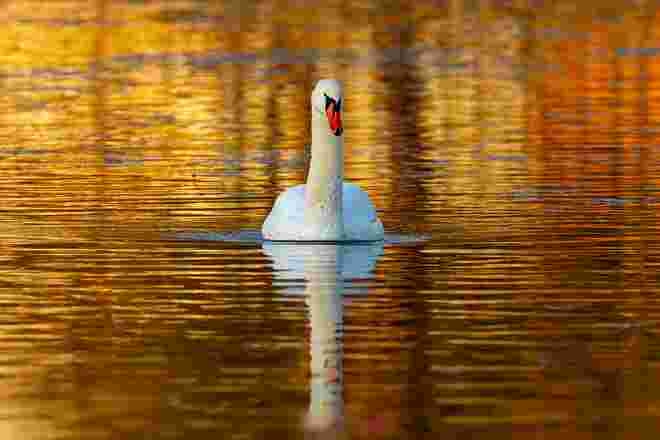 Ein Schwan im goldenen Licht