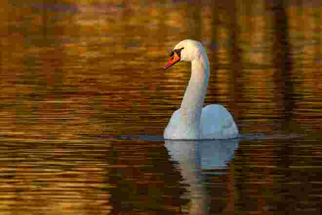Schwan in schönstem Licht