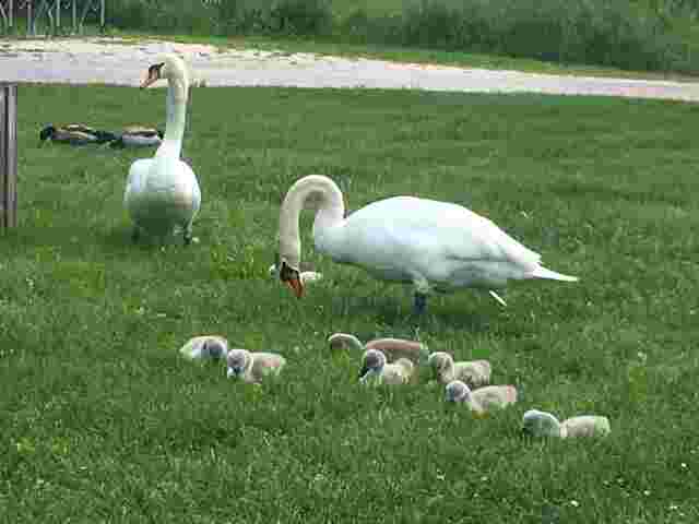 auch die Wiese bietet Leckerbissen