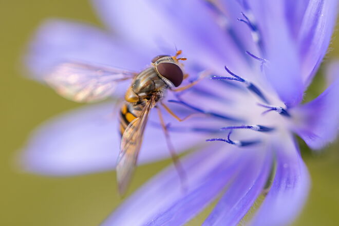 Sie weist mit ihren Blüten zur Sonne