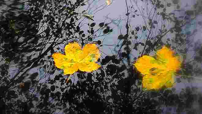 " VERSCHWOMMENER HERBST "