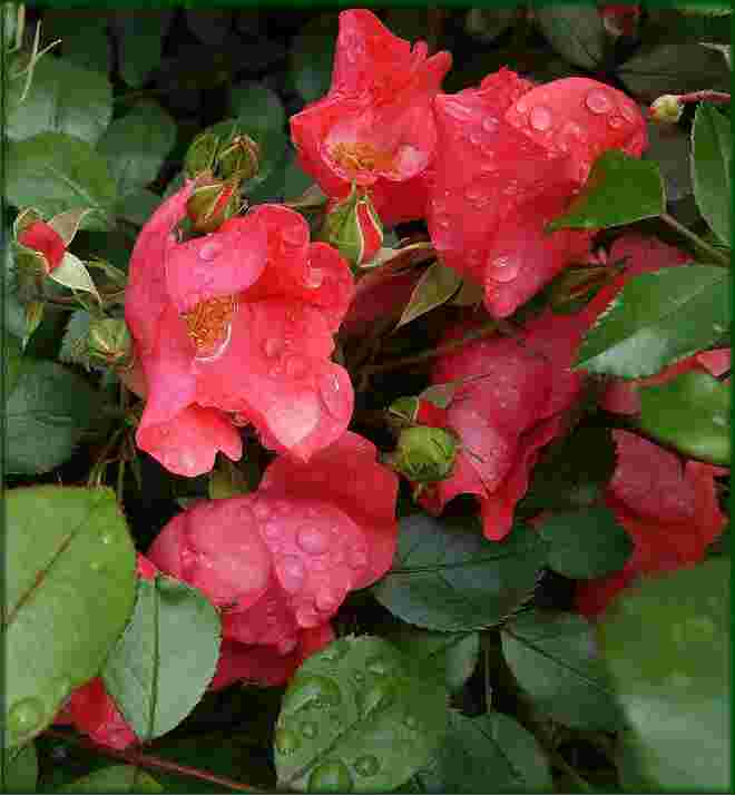 Regennasses Rosenrot