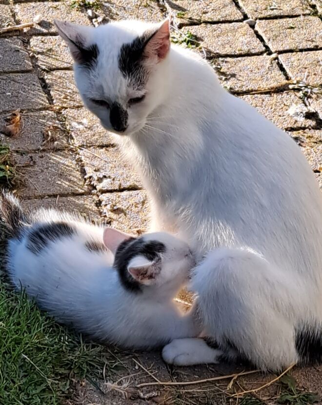 Die Katze und ihr Nachwuchs