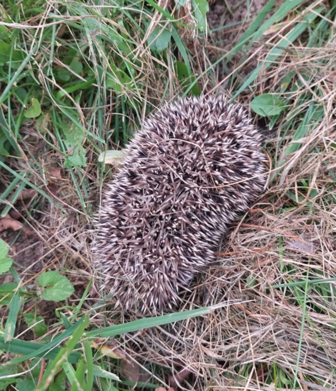 Ein junger Igel - selten geworden