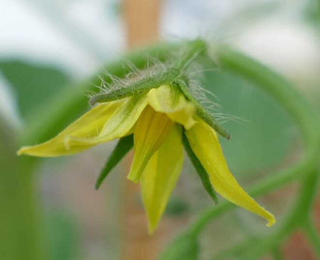 Haarige Tomatenblüte