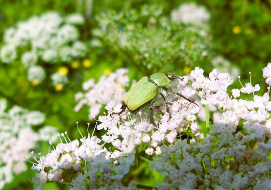 Grün hinter den Ohren