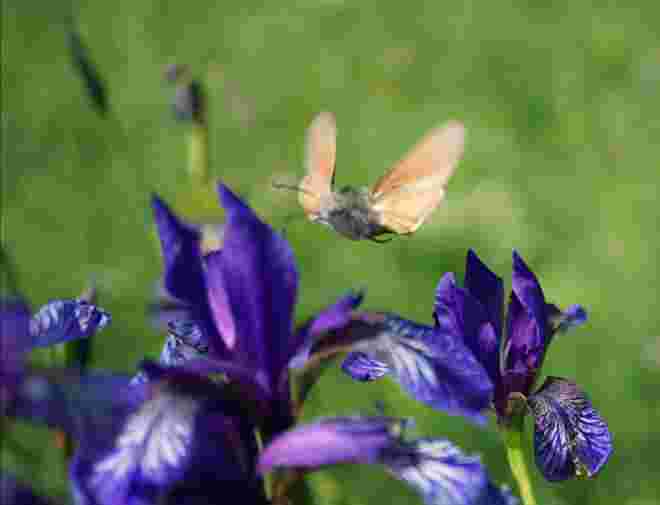 Besuch vom Taubenschwänzchen 
