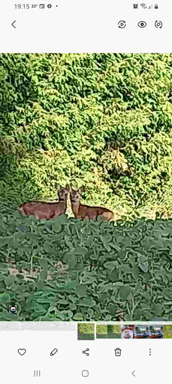 2Rehkitze zu Besuch 
