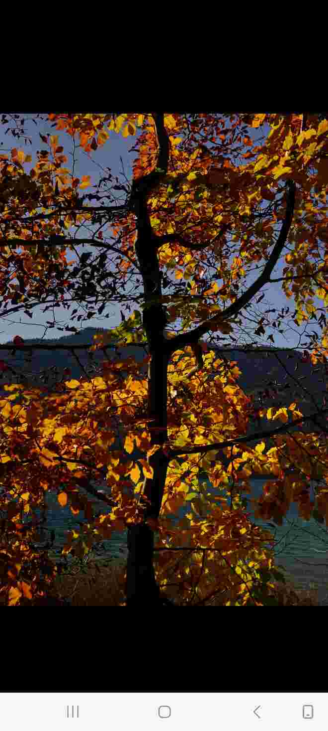 Herbst