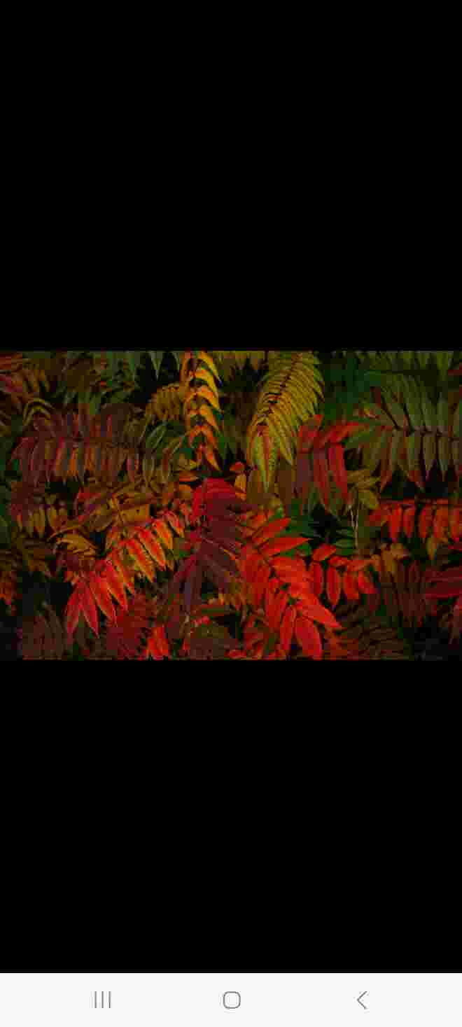Herbst