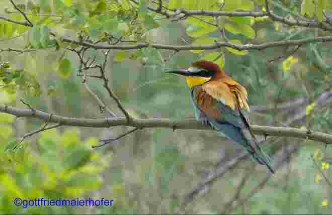 Bunte Vogelwelt