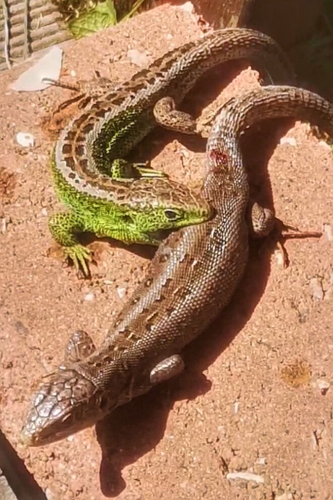 Zauneidechsen beim bissigen Vorspiel