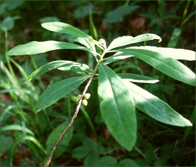 . . . Seidelbastbeeren . . . 