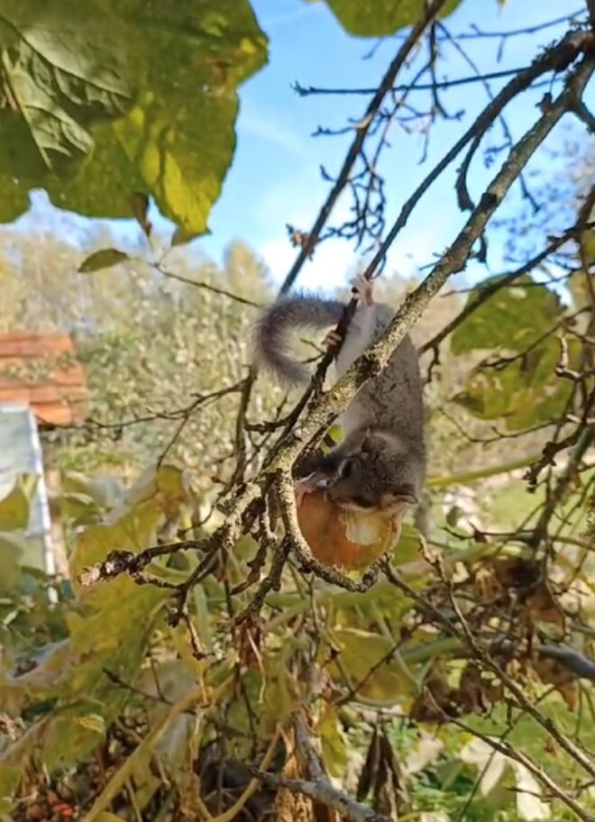 Der Siebenschläfer hat auch Hunger