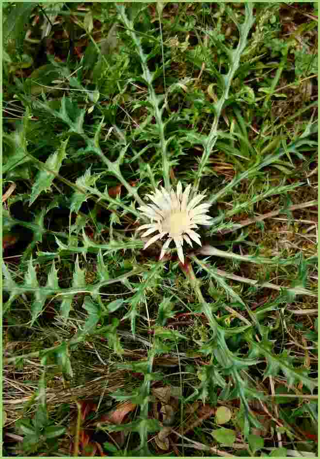 Silberdistelsonne