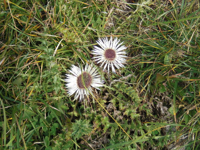 Silberdistel-Pärchen
