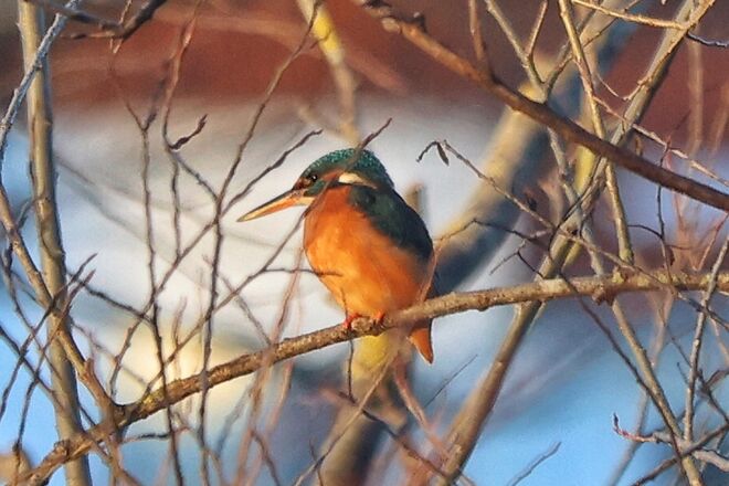 Heute konnte ich wieder den  Eisvogel beobachten 