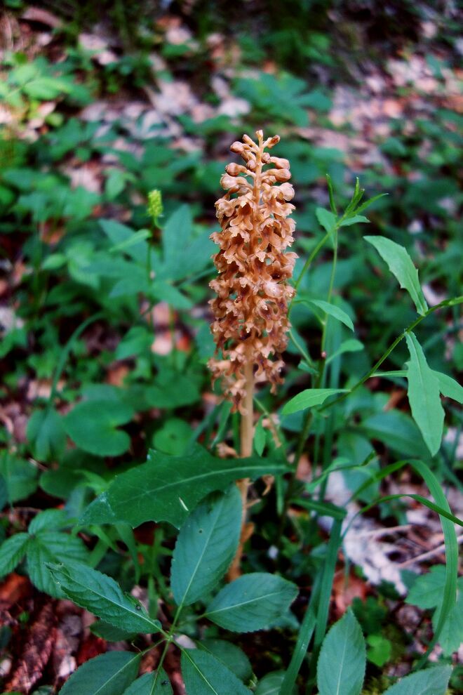 . . . eine Sommerwurz . . . 