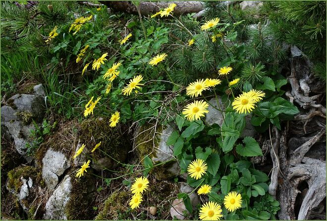 Sonne, wir rufen dich