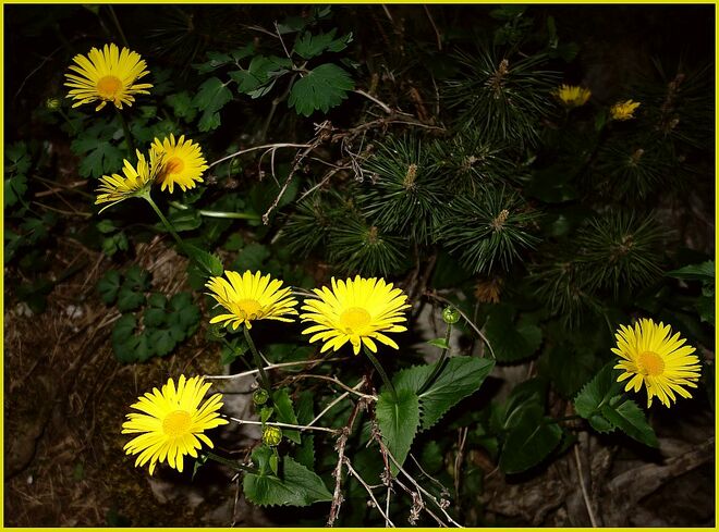 Kleine Sonnen in der Nacht