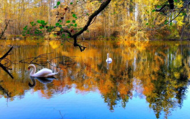 " HERBST IM WEIHER "