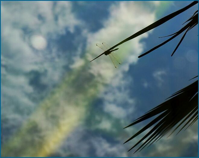 Spiegelbild einer Libelle