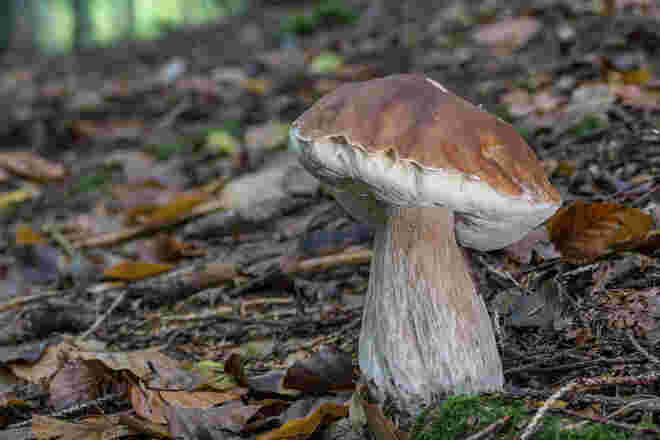 Steinpilz