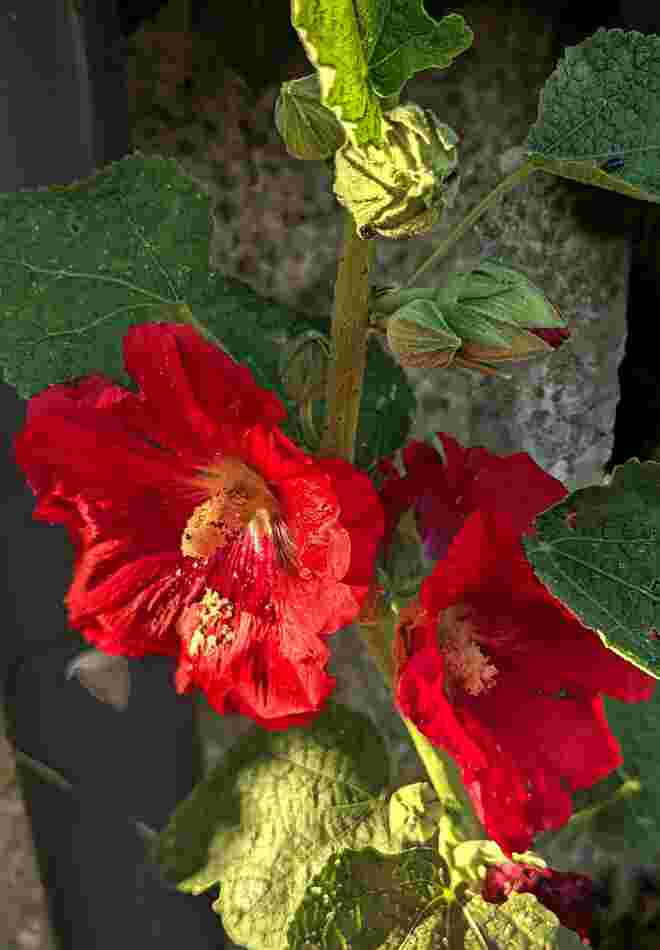 . . . die letzte Abendsonne erhascht . . . .