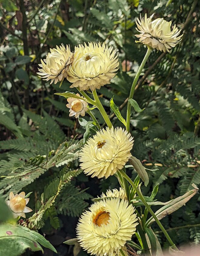 Strohblumen als natürliches Gesteck . . . 