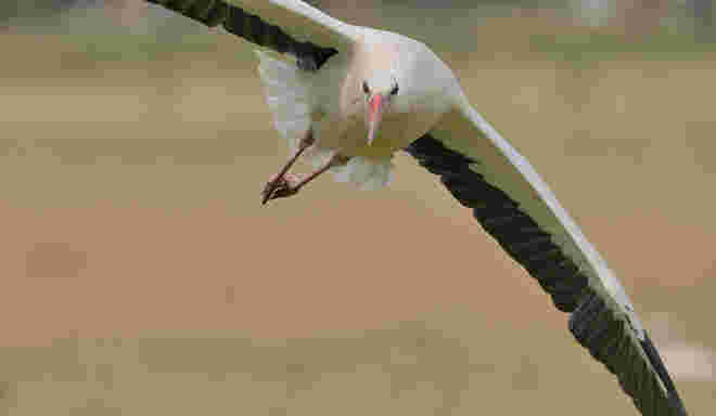 Der Storch hat's eilig.