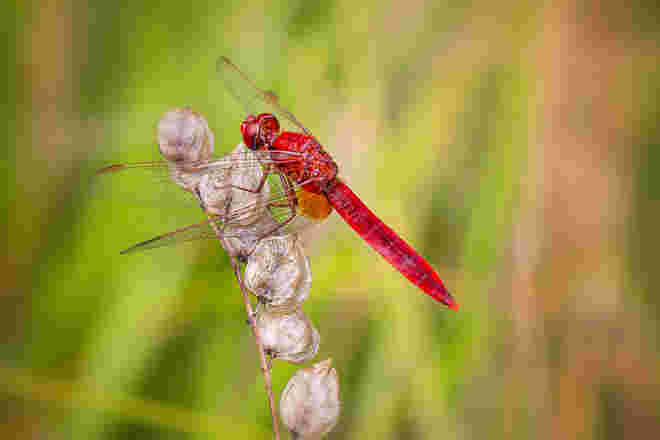 Feuerlibelle