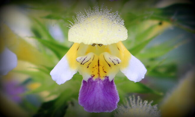 "TAUTROPFENMÄDCHEN"