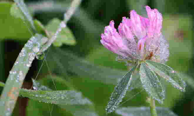 "TAUTROPFEN"