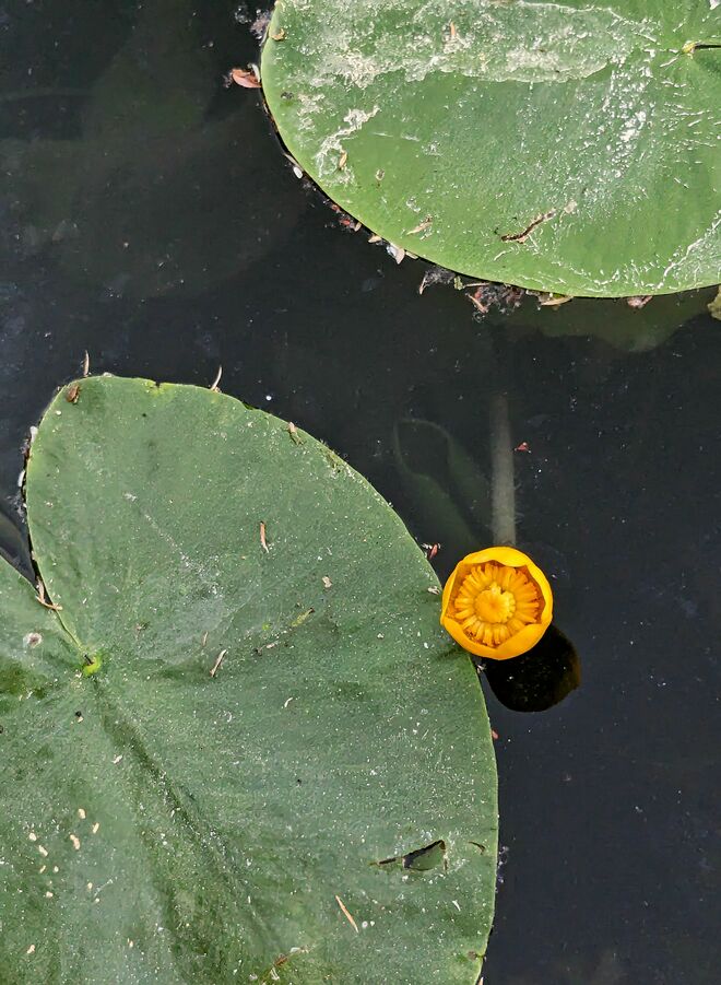 . . . . noch einzeln . . . .