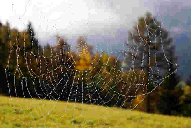 Der "Altweibersommer" beginnt