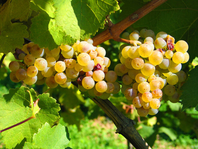 Trauben zum Lesen und Naschen . . .