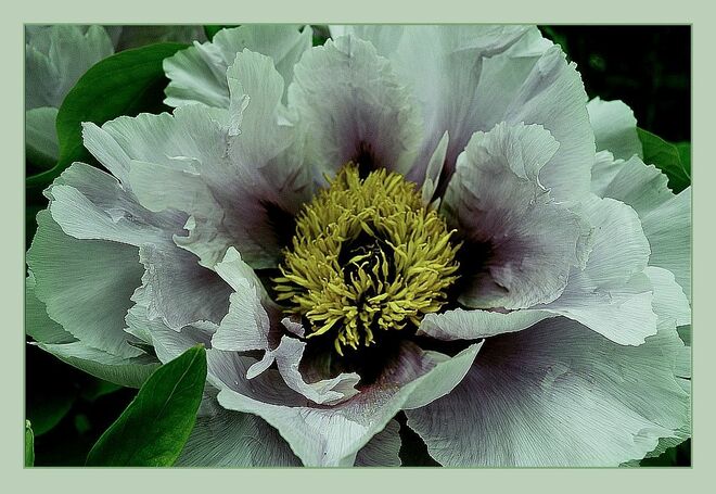 . . . träumt davon, dass sie eine Seerose wäre . . . 