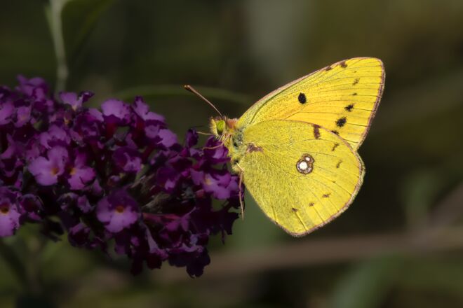 Papilio in den schönsten Farben